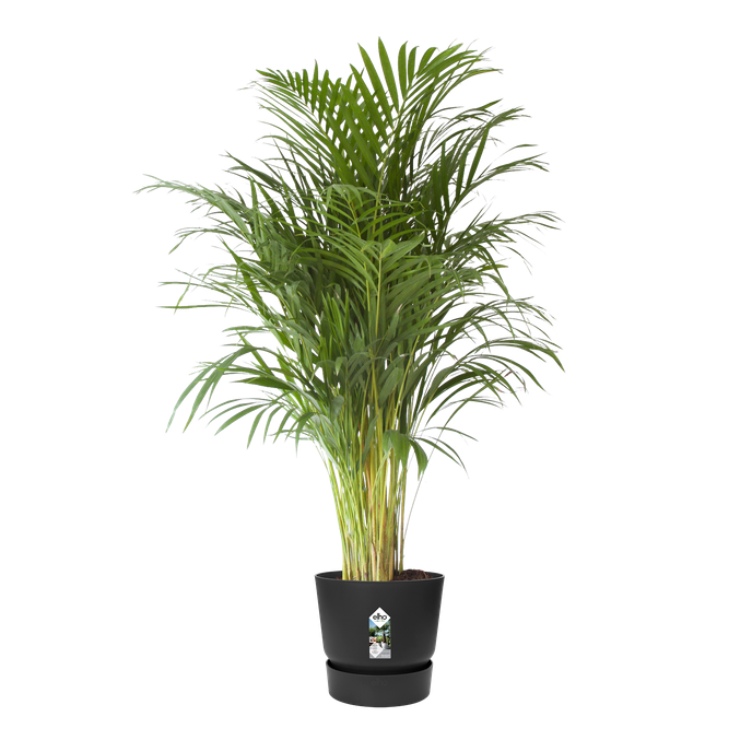 greenville rund 47cm living schwarz